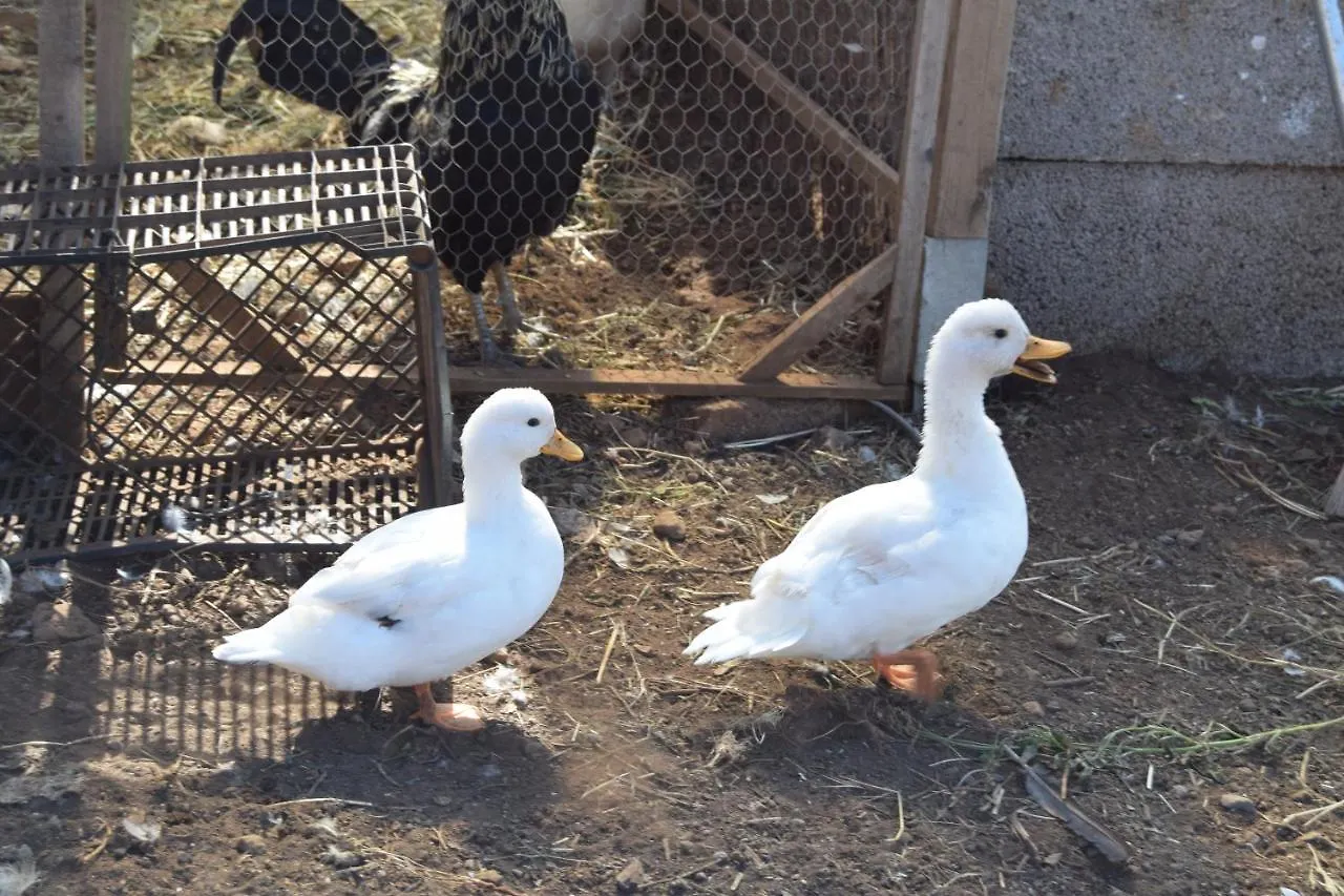 Séjour à la ferme Villa Finca La Jaraca à Tacoronte