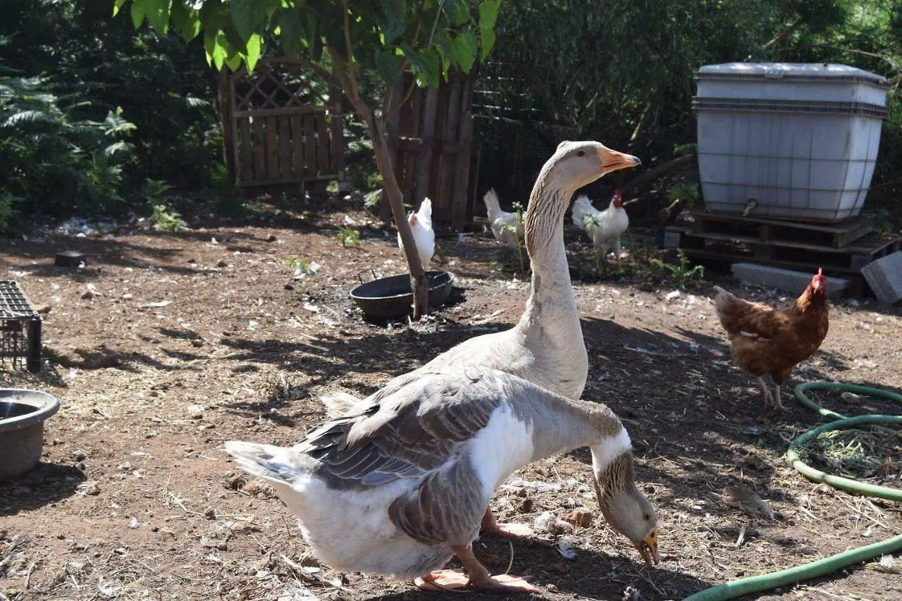 Villa Finca La Jaraca à Tacoronte Séjour à la ferme